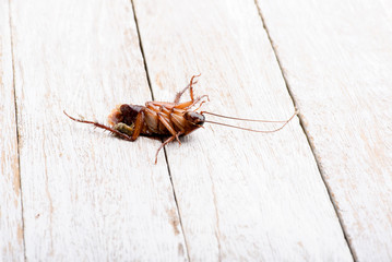 Dead cockroaches on floor