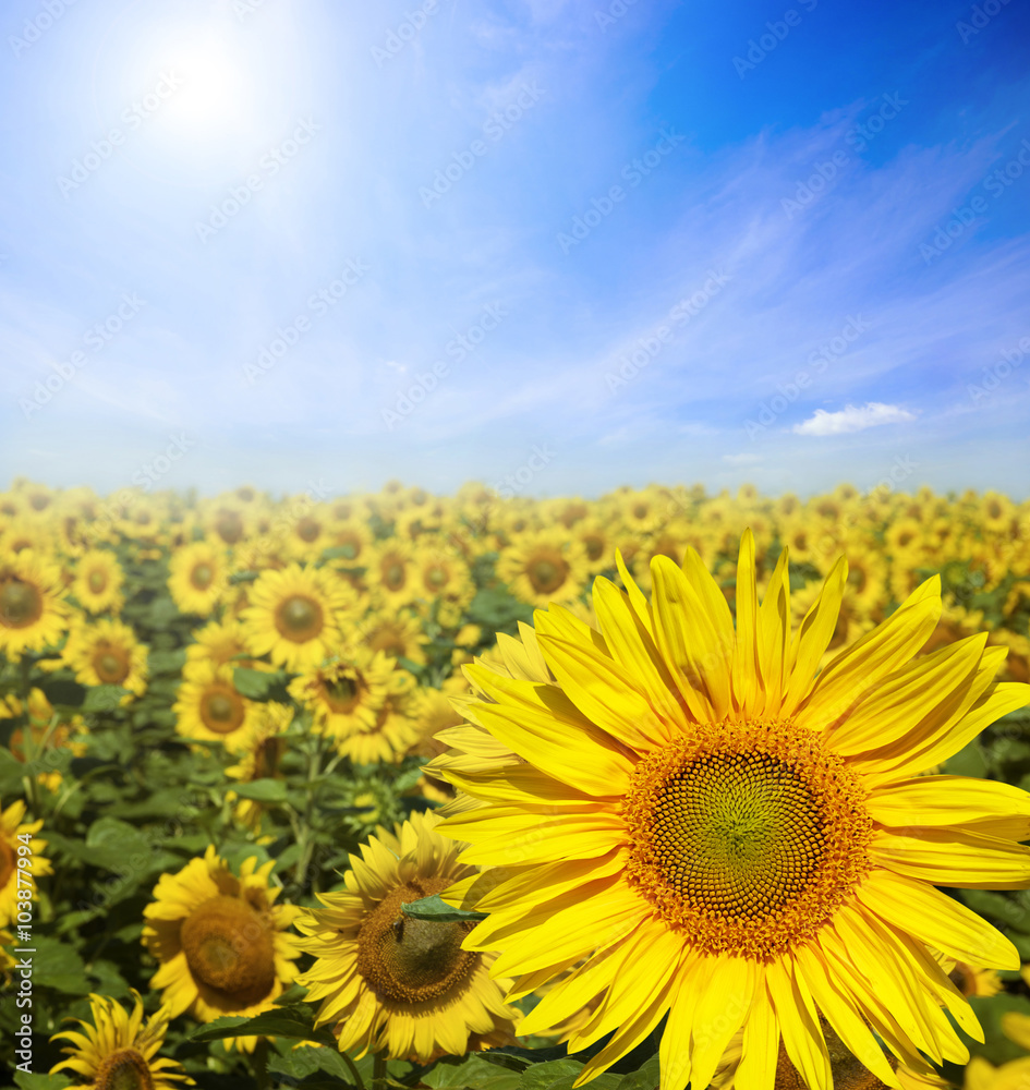 Poster Field of flowers of sunflowers