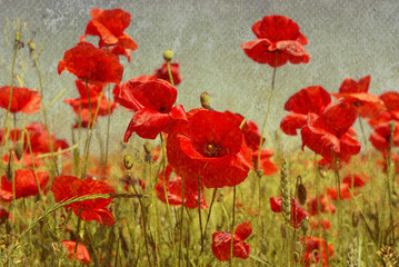 poppies flowers on a background