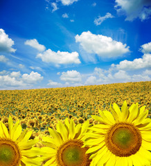Field of flowers of sunflowers