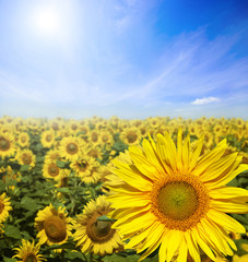 Field of flowers of sunflowers