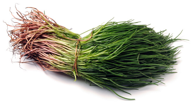 Salsola soda Salicorn fi 苏打猪毛菜 Barba di frate Săricică Salsola de Sevilla Barba del Negus Agretti Soude commune &Alpha;&lambda;&mu;ύ&rho;&alpha;