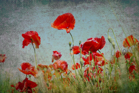 poppies flowers on a background
