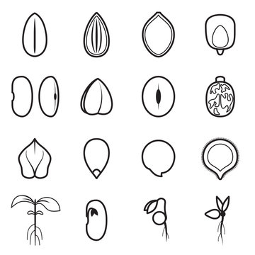 Seed icon set, which represents the most common types of crop seeds such as beans, buckwheat, wheat, sunflower, pumpkin, castor, soy etc. Vector illustration