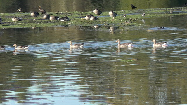 Greylag Geese swimming on a lake at a bird sanctuary
