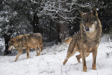 Wolves in the snow in winter