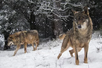 Crédence de cuisine en verre imprimé Loup Loups dans la neige en hiver