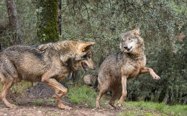 Couple of wolves flirting