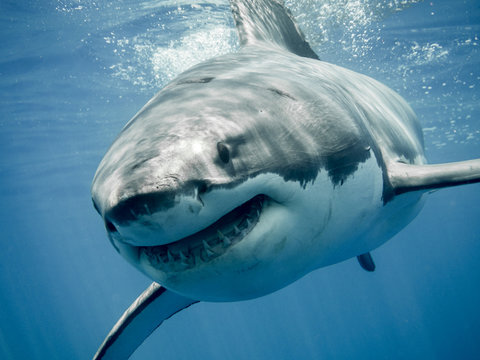 Great white shark smile