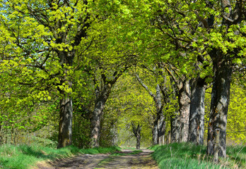 Green spring dirt road with old trees