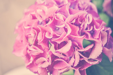 hydrangea close-up in vintage style. Hydrangea for the background. Selectiv focus.  Vintage effect