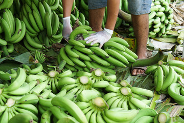 close up a man cutting the banana branches at banana farm   © MIA Studio