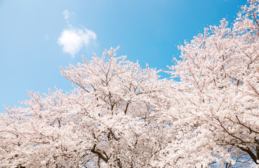 満開の桜　染井吉野