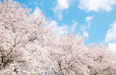 満開の桜　染井吉野 © siro46