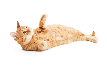 Playful Tabby Cat Laying on Back - Powered by Adobe