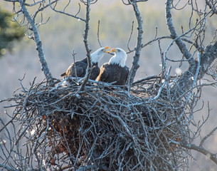 Bald Eagles on the Nest