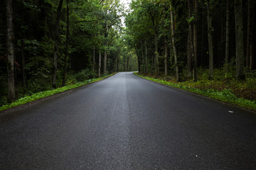 Empty forest road - 103881591