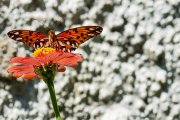Butterfly and flower