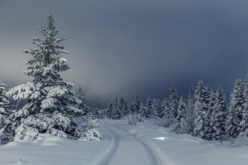 Winter wonderland