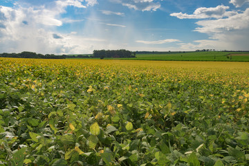 Fototapeta na wymiar Yellow green soy field plantation at summer day