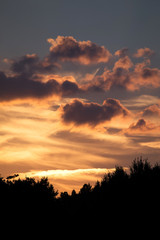 Forest silhouettes at sunset