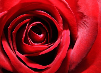 Rose - Macro Shot of Red Rose