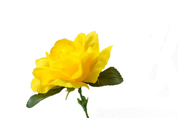 Obraz premium rose yellow