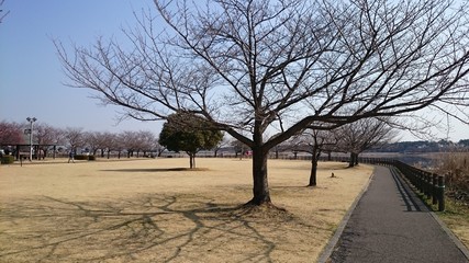Fototapeta premium 散歩道