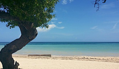 Crooked tree on sandy ocean beach
