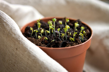 Small watercress in the pot