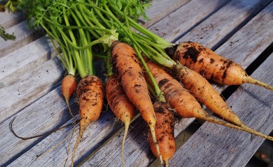 Freshly dug carrots with soil and fronds still attached
