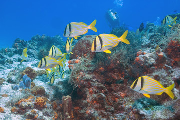 Fototapeta na wymiar Tropical fish Beach underwater reef sea life 