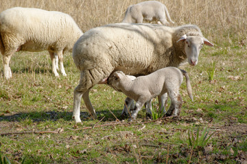 Obraz premium brebis et son agneau