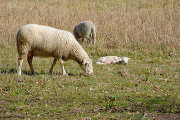 Obraz premium moutons en pâture