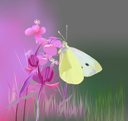 Butterfly on Ivan-tea/Cabbage butterfly can eat nectar from the flowers Ivan-tea