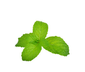mint leaves  on white background