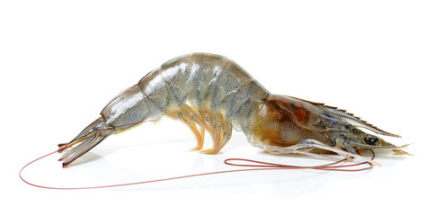 Raw shrimp isolated on the whtie background