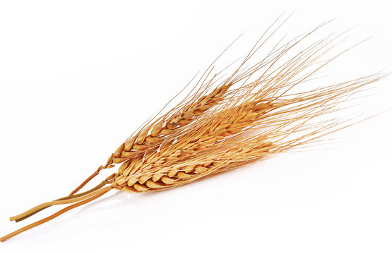 barley ear over a white background