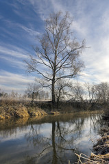 Tree on the bank of small river