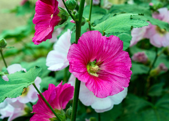 Fototapeta premium hollyhock flower