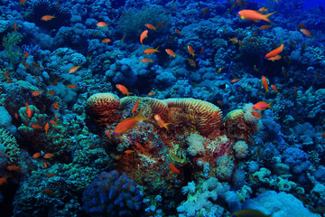 Fototapeta na wymiar coral fish underwater background