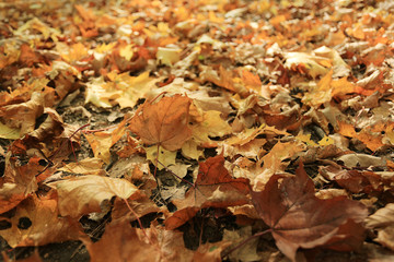 background autumn leaves in the park, nature