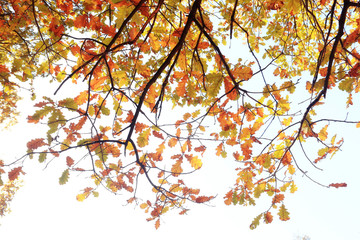 Fototapeta premium Autumn background with yellow leaves on the trees, blurred