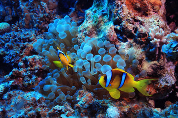 Obraz na płótnie Canvas anemone fish, clown fish, underwater photo