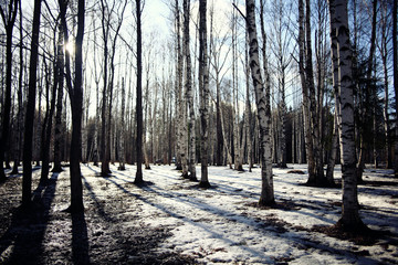 early spring landscape of the snow in the forest