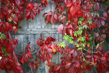 red leaves of decorative grapes on a wall fall