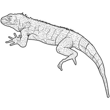 recommend clip art: Lizard is goanna silhouette on a white background. Vector illustration