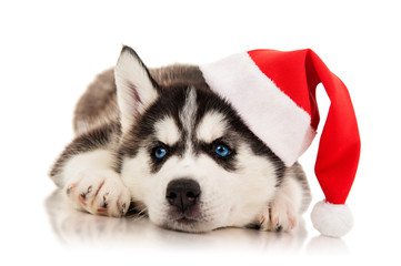 Puppy husky  in santa hat