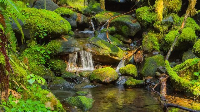 Small stream in the sun surrounded by rocks covered with moss in the Sol Duc Rainforest, Olympic National Park, Washington