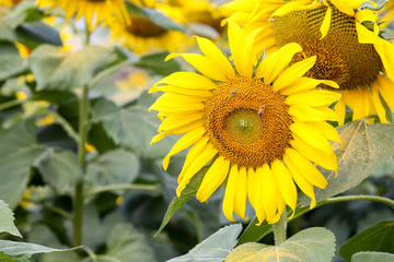 Sunflower and bee